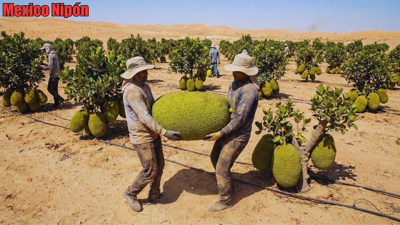 Plantaron jackfruit en el desierto mexicano ¿los resultados estarán a la altura de las expectativas