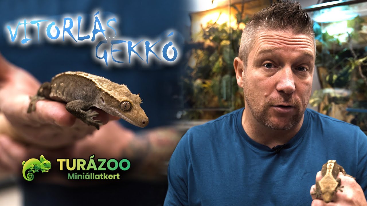 A viitorlás gekkó.