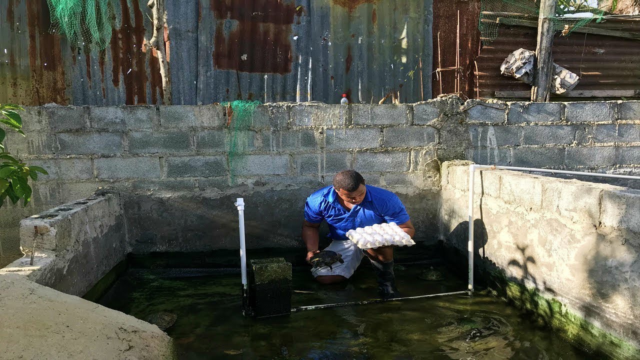 desvelo secreto para tener huevos de tortugas