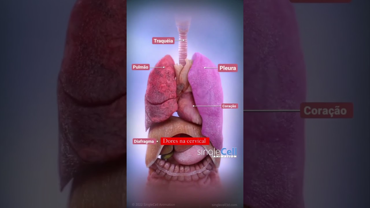 Funcionamento dos &oacute;rg&atilde;os/ parte visceral #fisioterapia #fisiologia #anatomia #3d #asmr