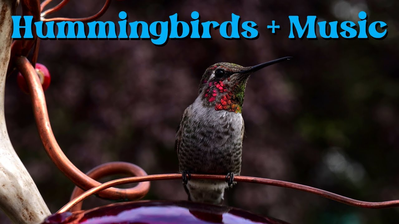 Hummingbirds at the Feeder (1 Hour Guitar Music) Vol. 4