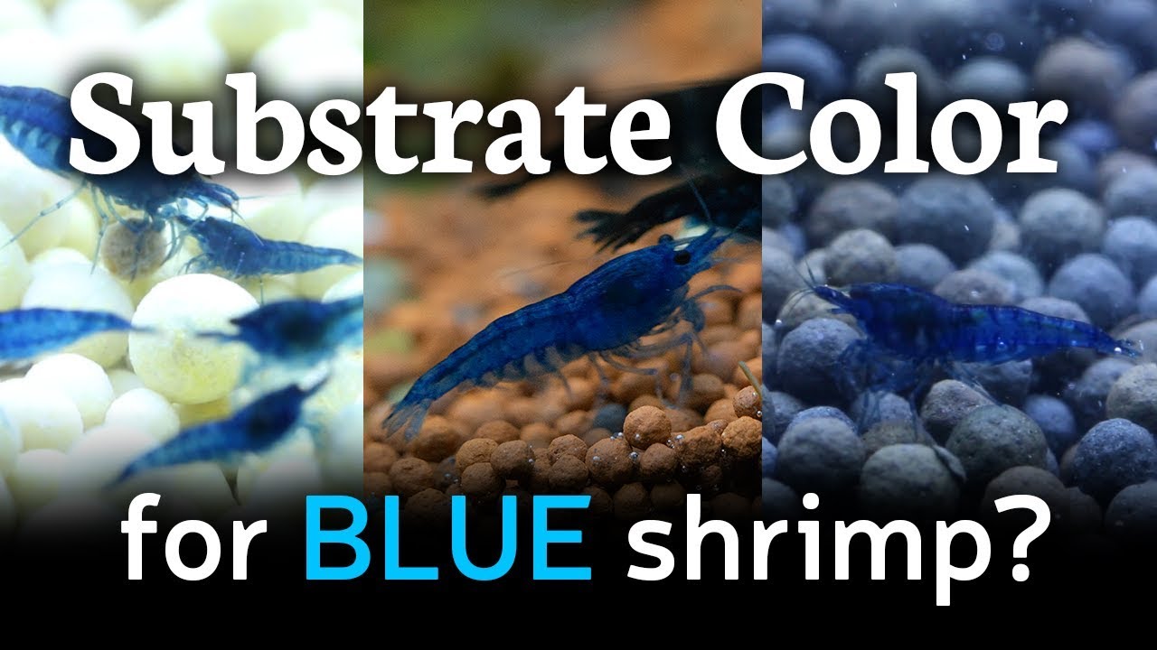 Best Substrate Color for Blue Shrimp