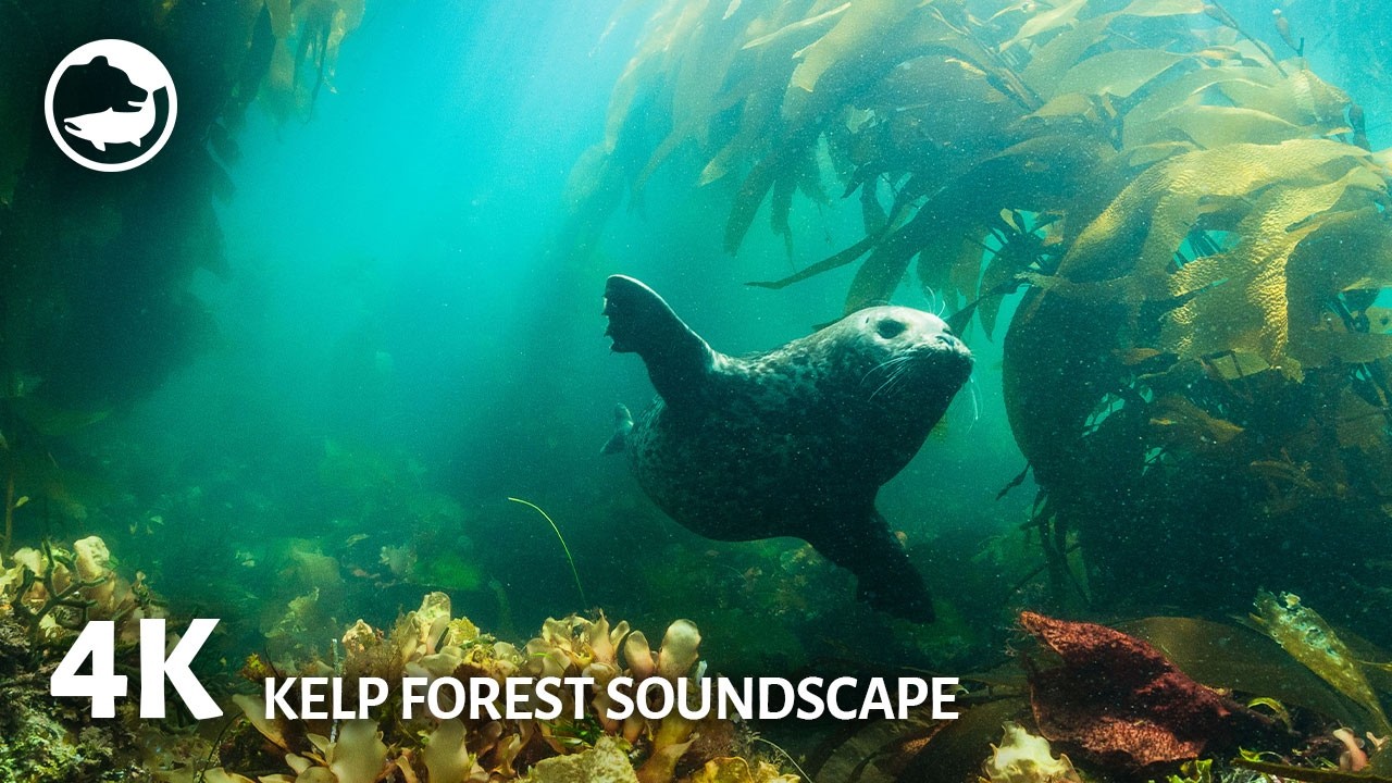 4K Beautiful Underwater Seal Garden | Mesmerizing Soundscape to Relax, Sleep  Study and Display