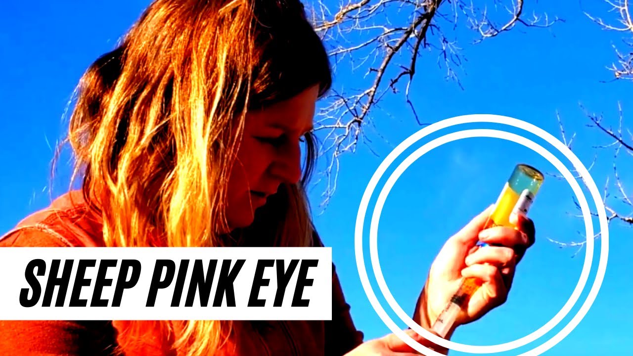 How to Treat Pink Eye in Sheep | Vlog 18