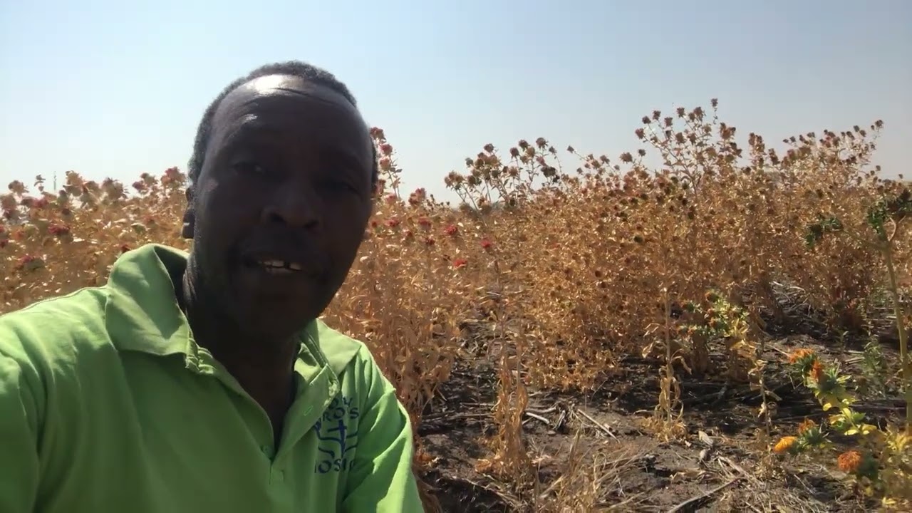 Harvesting Safflower Petals in Botswana