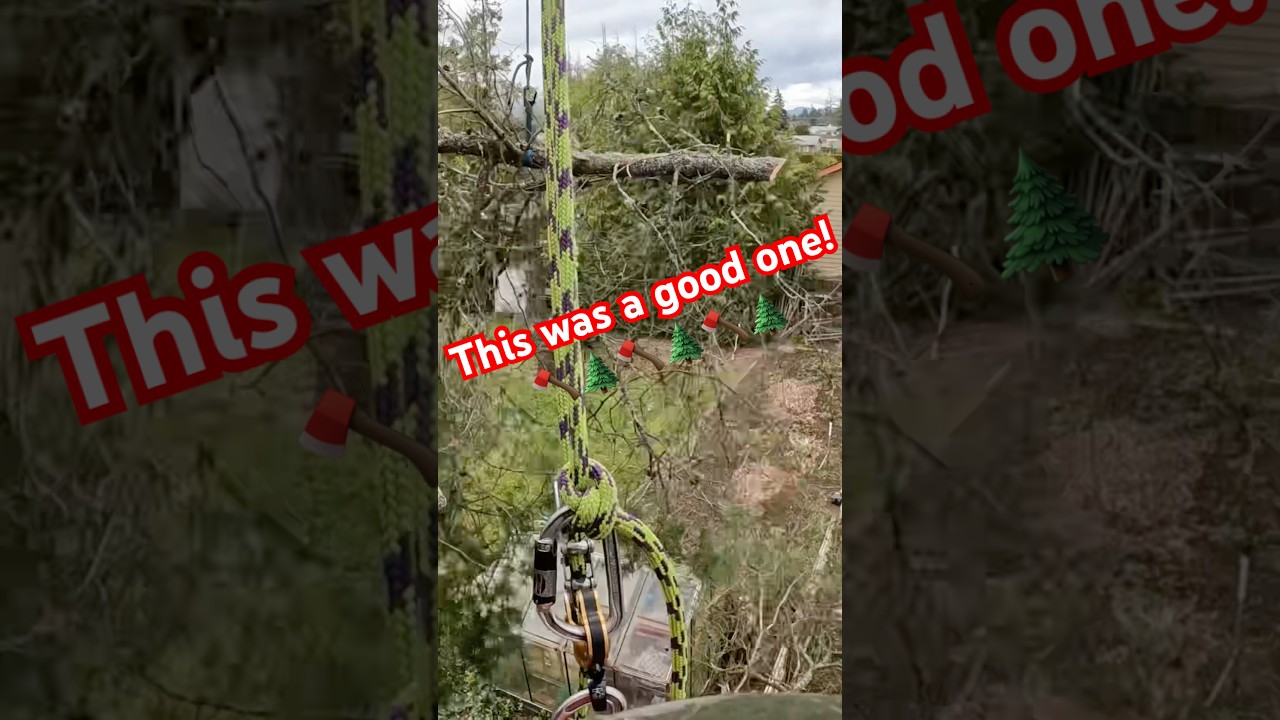 #chainsaw #treearborist #treeclimbing #tree #treecare #treeservice #treemaintenance #treesurgery