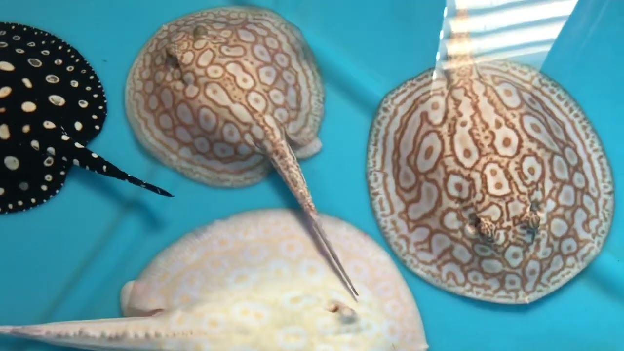 Golden base albino pearl stingray+albino pearl+BD+BD hybrid morning feeding