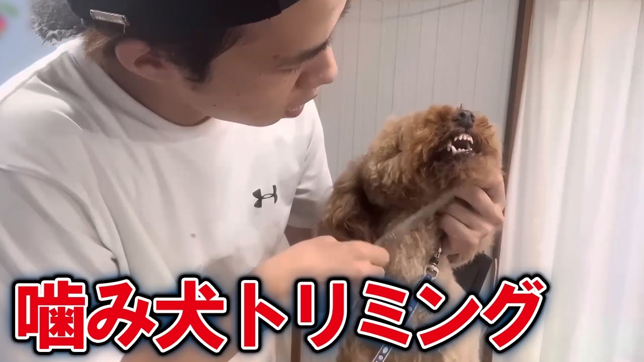 悩める飼い主の駆け込み寺