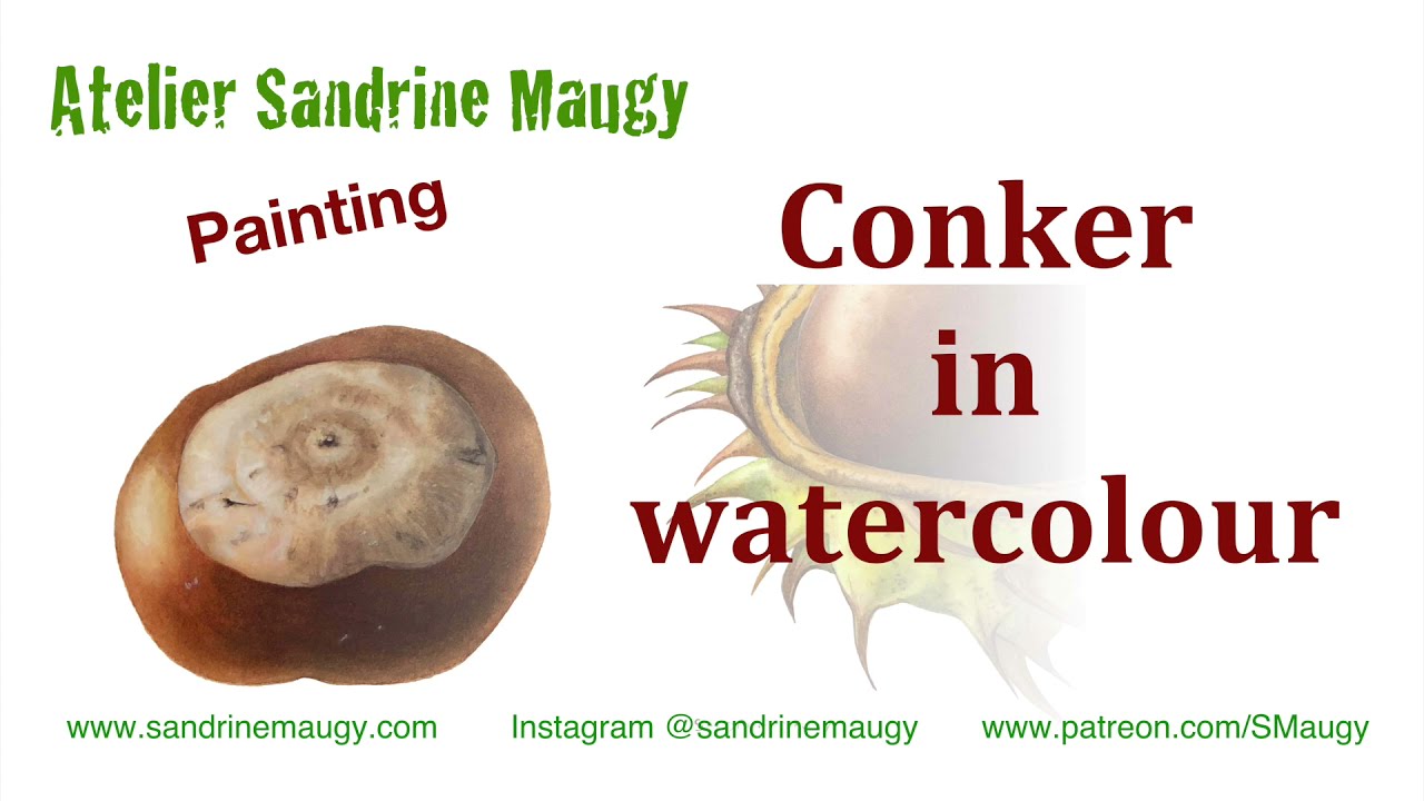 Botanical art tutorial: Conker in watercolour with Sandrine Maugy