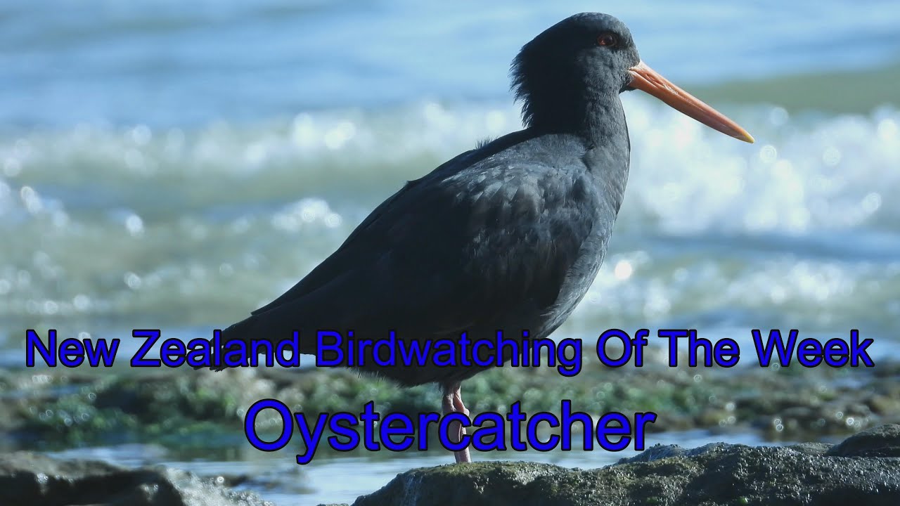 New Zealand birdwatching of the week - Oystercatcher