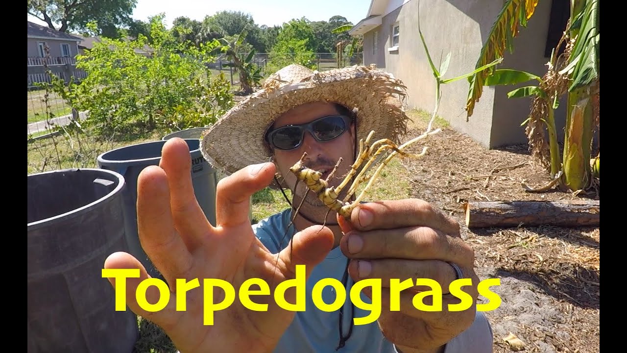Get rid of torpedograss