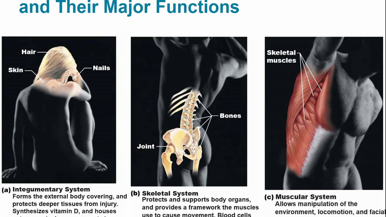 2113 Chapter 1 - Introduction and Orientation to the Human Body