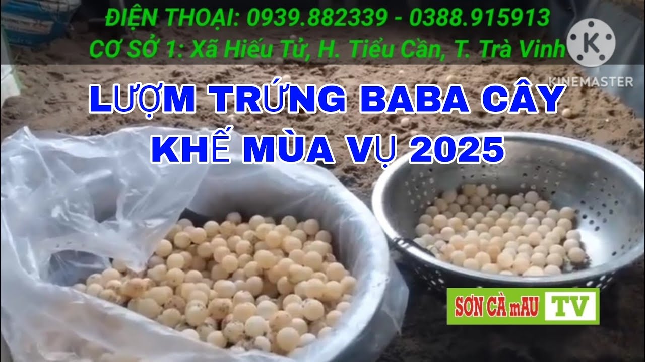 THU HOẠCH TRỨNG BABA CÂY KHẾ TẠI NÔNG TRẠI ||  SƠN CÀ mAU