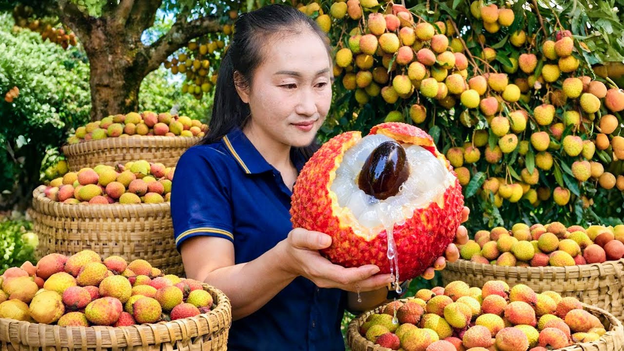 Harvest 1000kg of pineapples, cantaloupes, and lychees to sell at the market, and clean up the farm