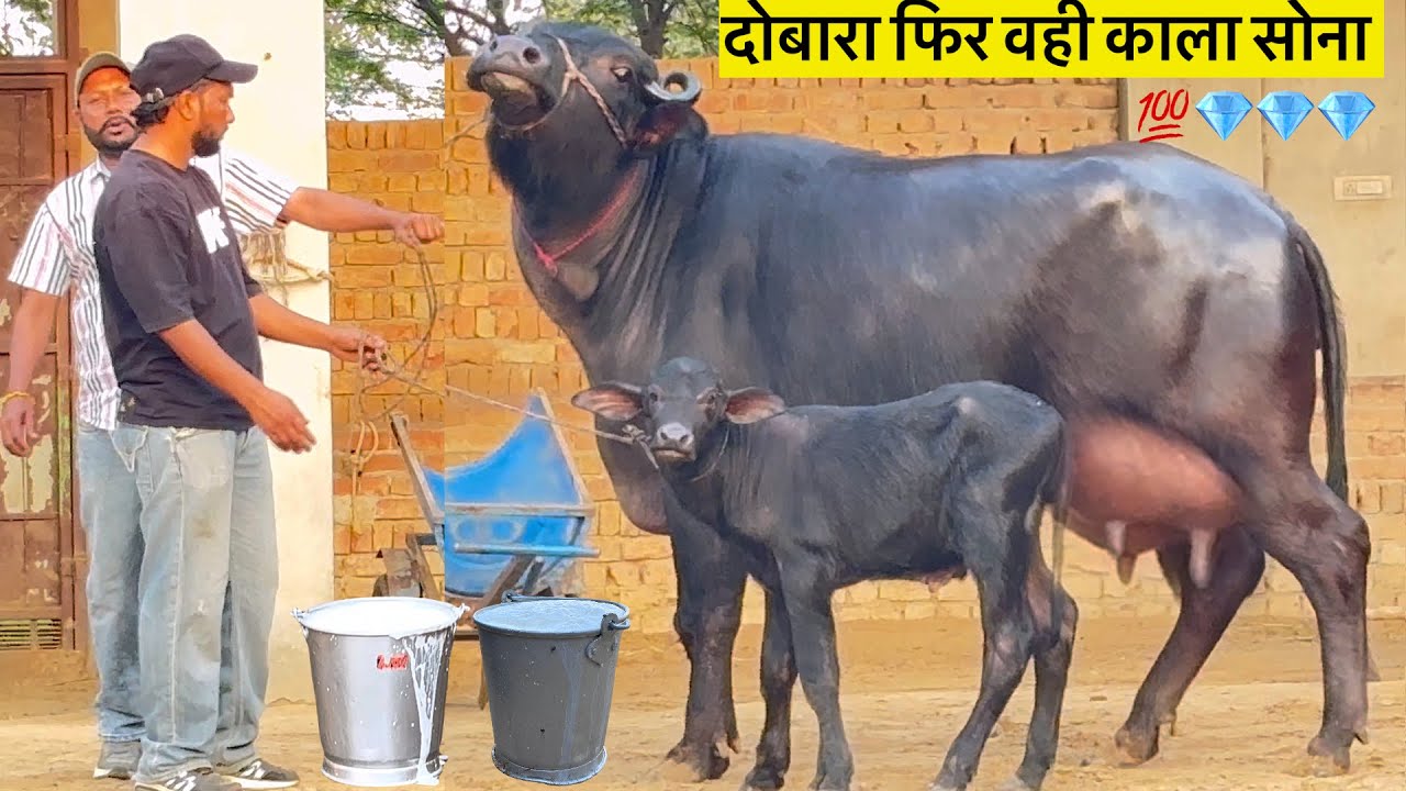 आज फिर से काला सोना ही लेकर आए हैं, 