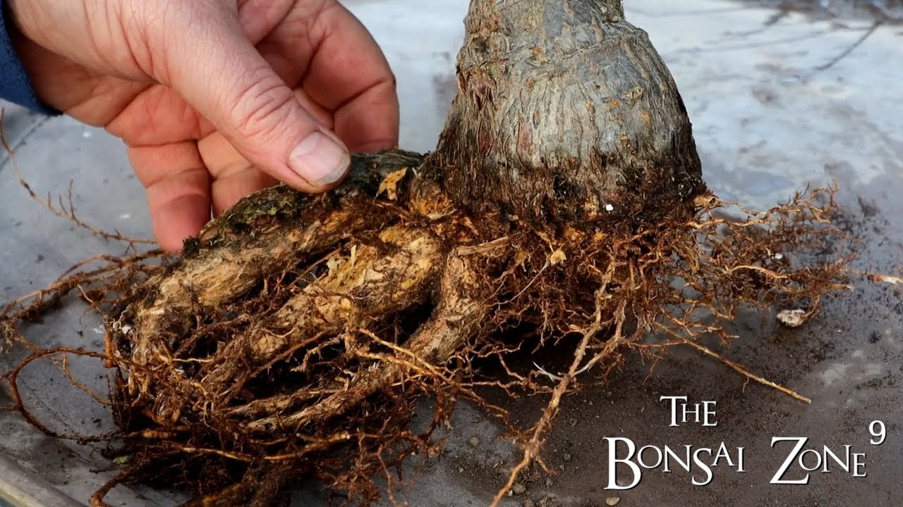 My Money Tree Bonsai, The Bonsai Zone, Jan 2022