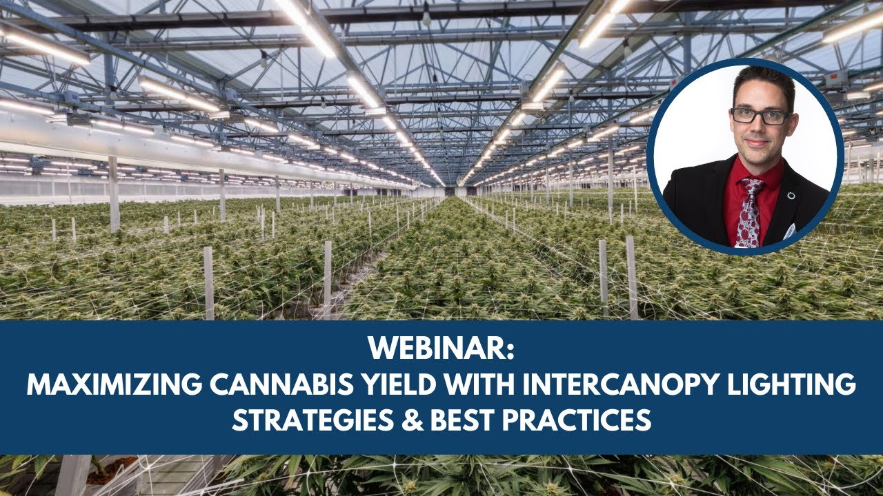 Maximizing Cannabis Yield w/ Intercanopy Lighting | Fluence Webinars