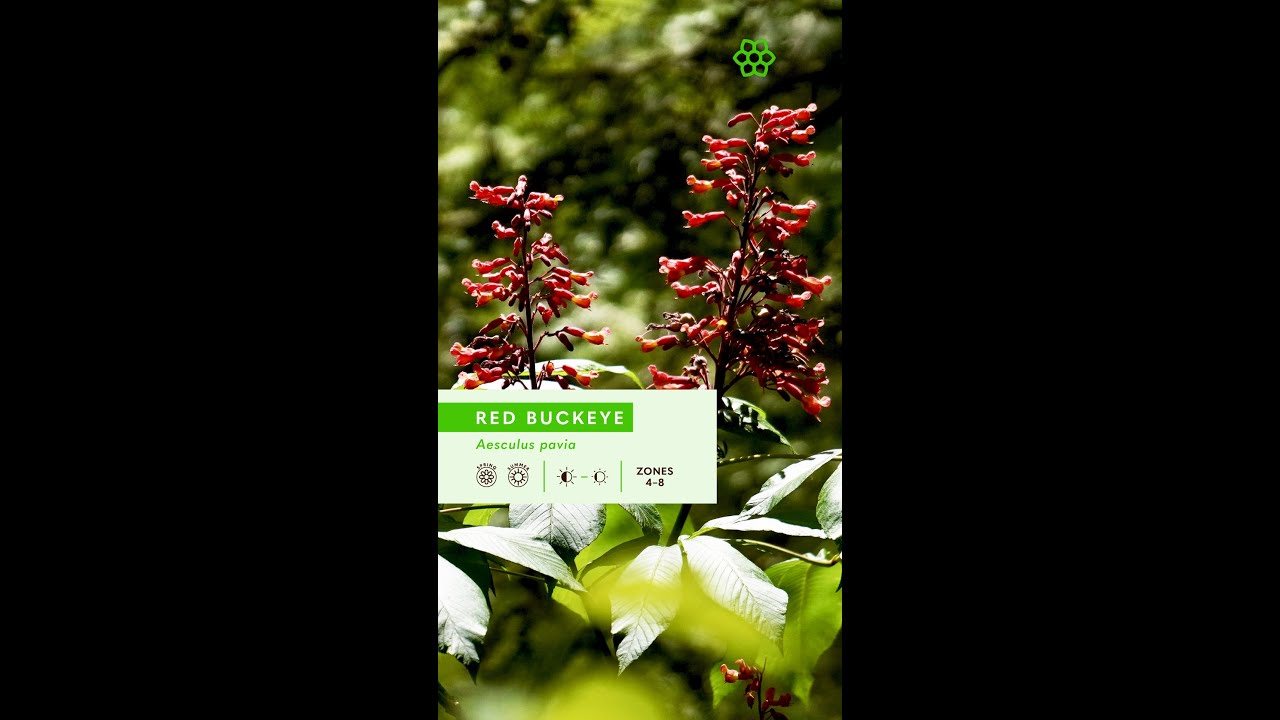 Flowering Trees: Red Buckeye (Aesculus pavia)
