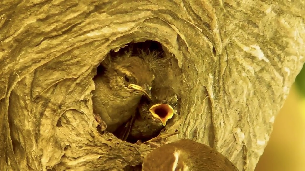 Bewick's Wren Feeding Young