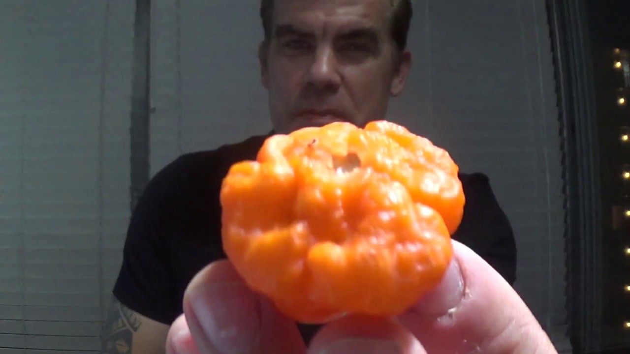 Orange Blob Pepper Review sent to me by Refining Fire Chiles