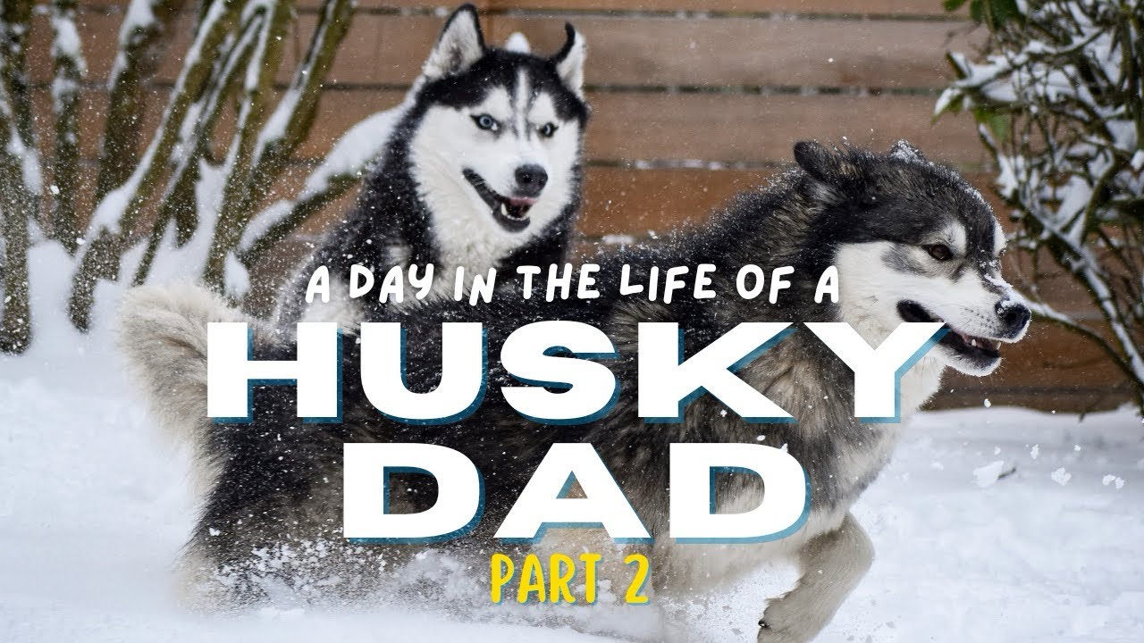 A Day in the Life of a Husky Dad (Part 2)