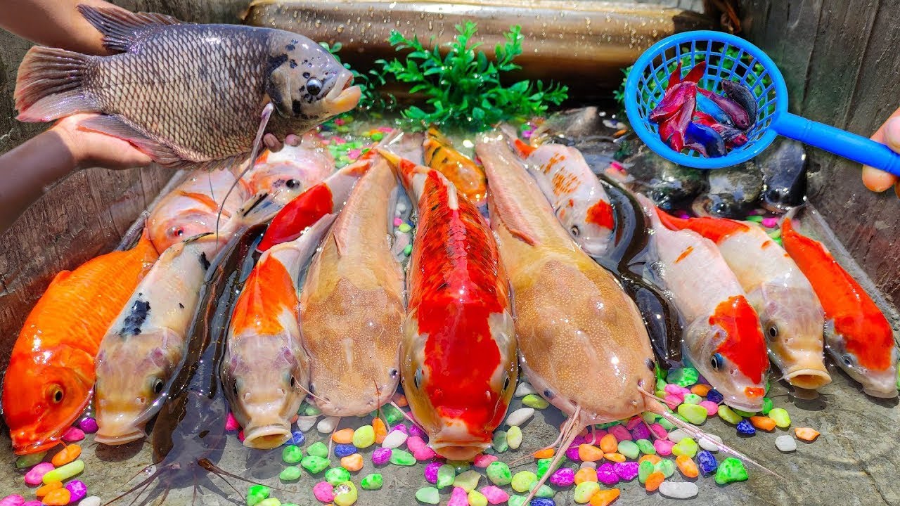 Mencari banyak ikan hias, kura-kura, ikan gurame, ikan koi, ikan sapu-sapu, ikan mujair, ikan mas