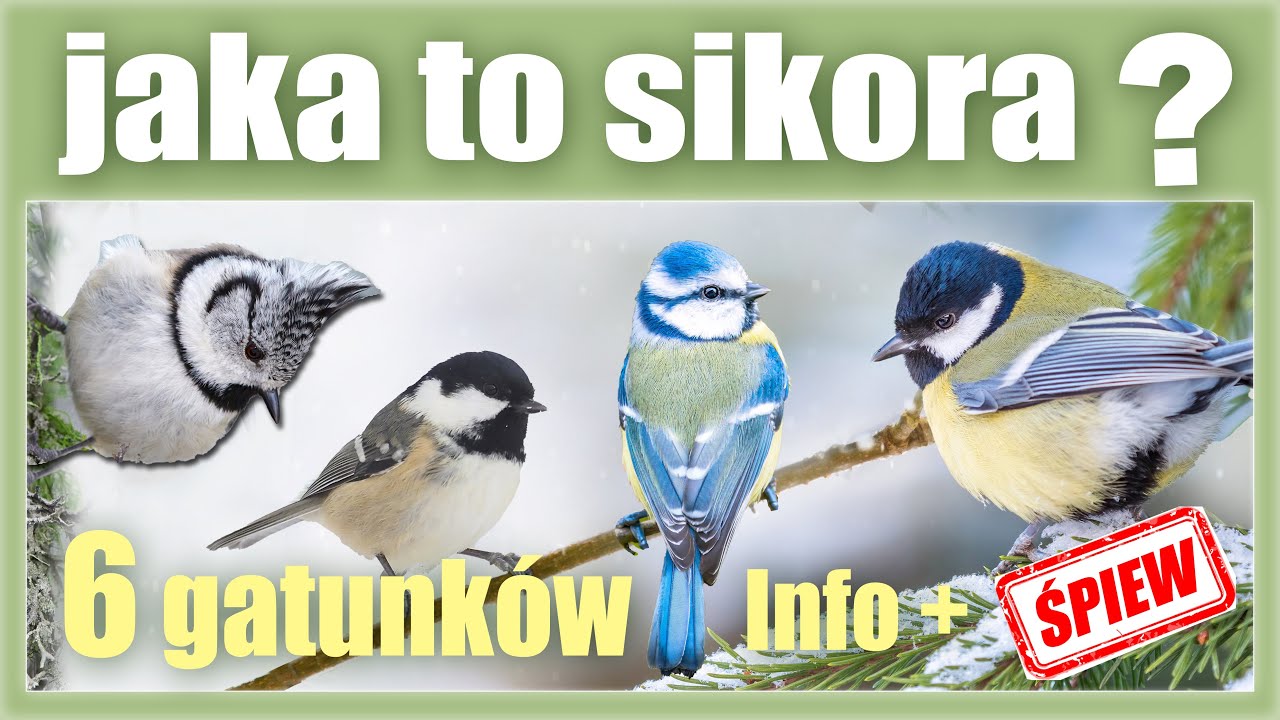 Sikorki! Jak Rozpoznać? Wygląd, Śpiew i Co jedzą Sikorki? (Bogatka, Modra, Sosnówka, Uboga...)