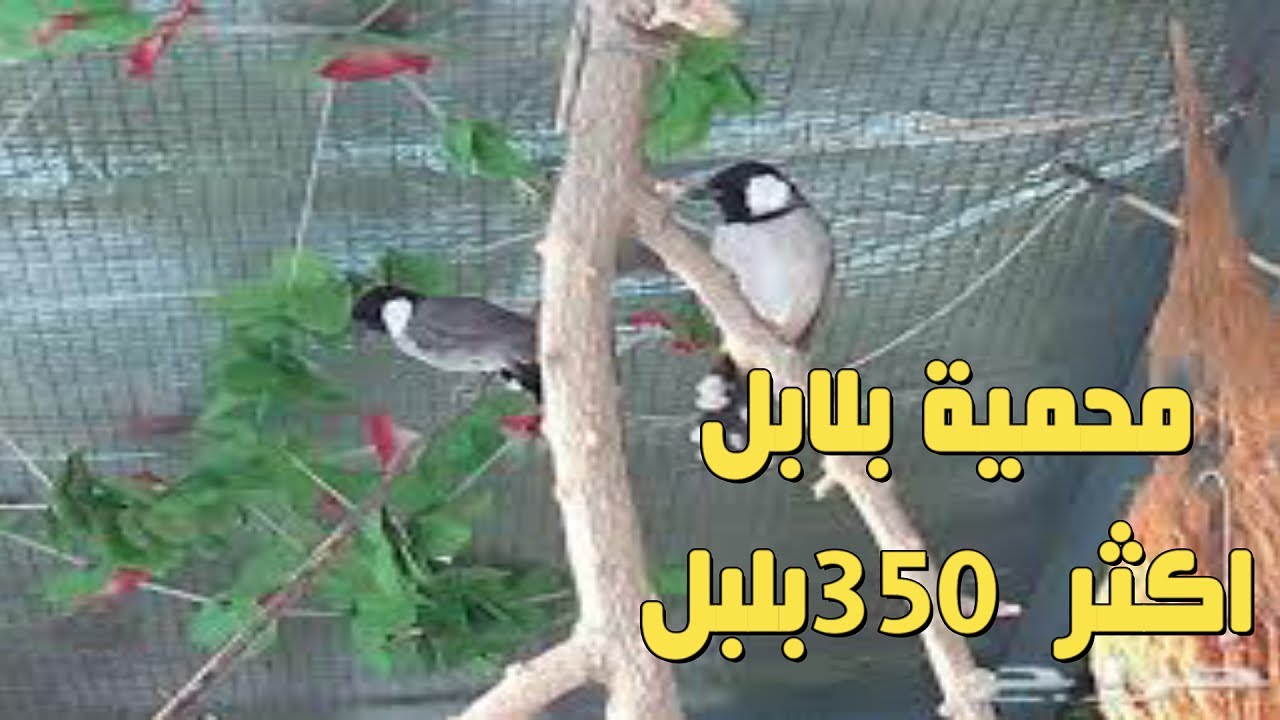 محمية بلابل ,,,اكثر من 350 بلبل