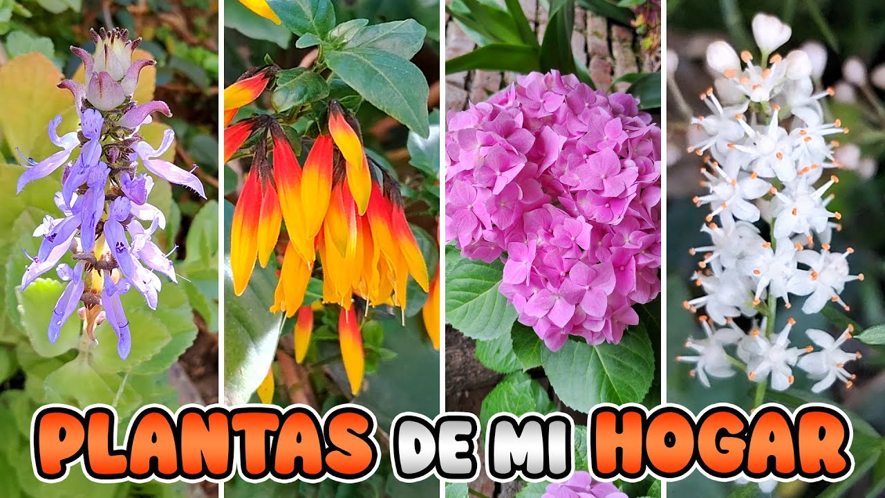 Todas las Plantas que Crecen en mi Hogar