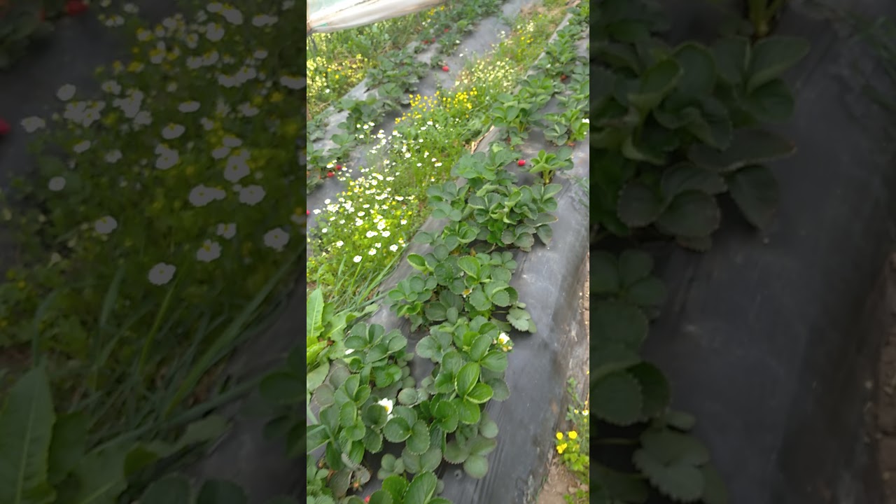 Çilek de verim ve kalitenin sırrı