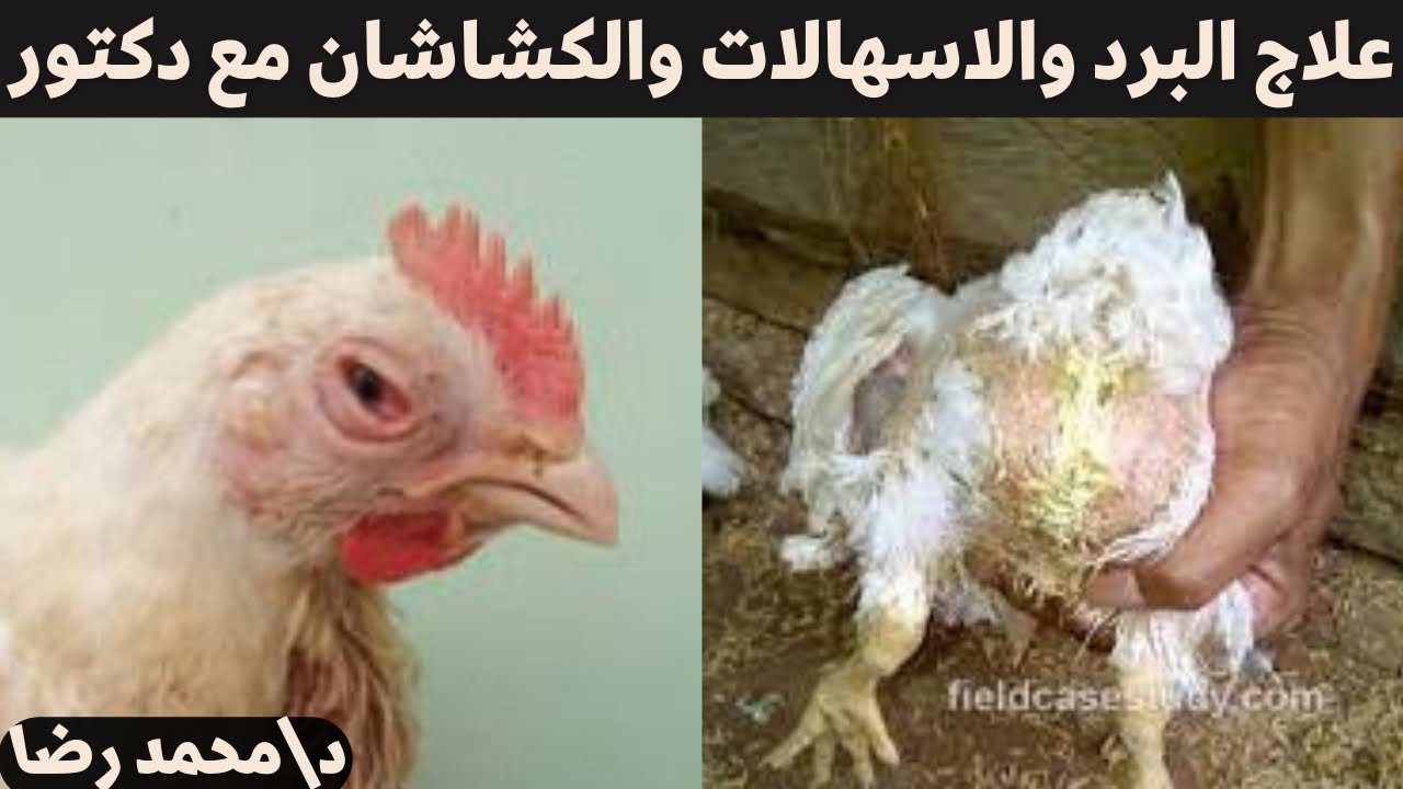 مشاكل ما بعد عمر ٢٠ يوم ( نقص الاوزان - الكشاشان - الاسهالات ) زاي نعالجها مع الدكتور