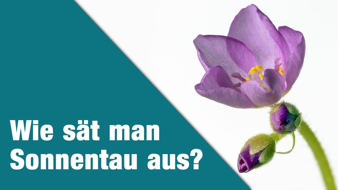 Wissen: Sonnentau aussäen | Anfänger | Fleischfressende Pflanzen