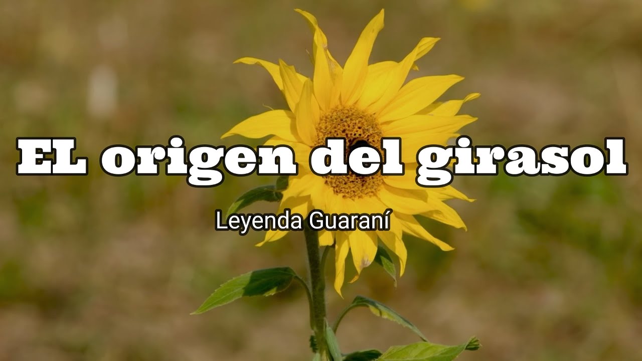 El origen del girasol, leyenda Guaraní