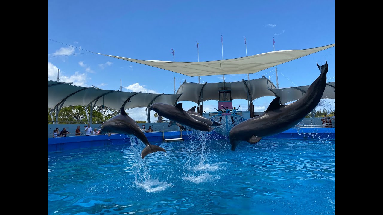 Miami Seaquarium: Dolphins Show, May 2022