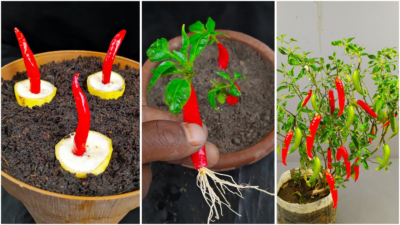 How to Grow Chilli plant from Chillies at Home ( Fast N Easy )