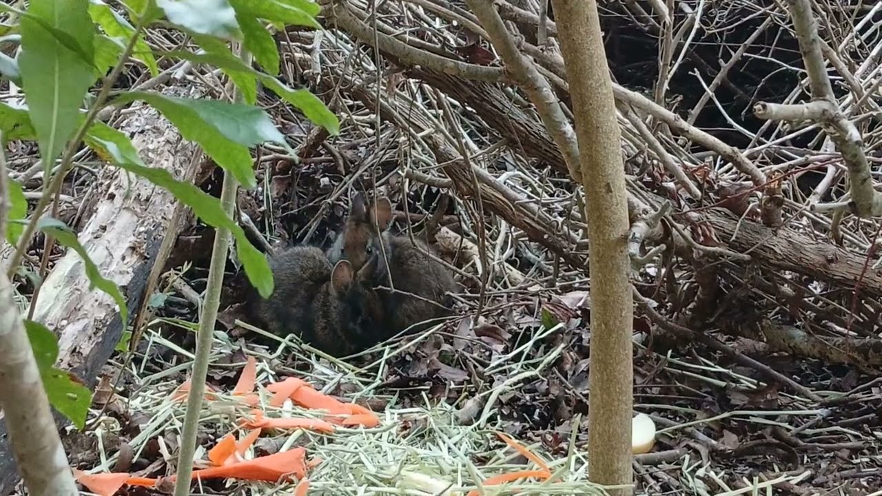 Wild Baby Bunnies