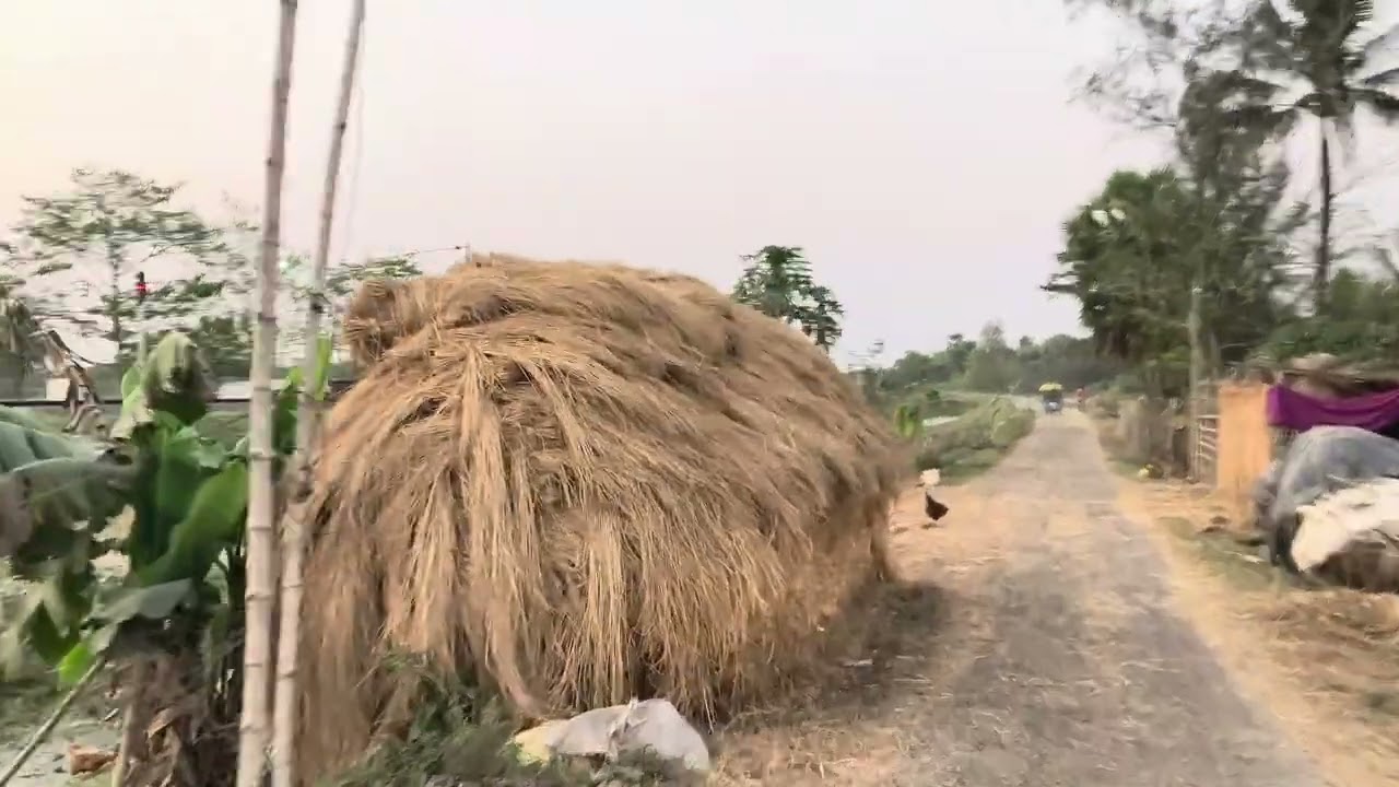 আজ আমরা গ্রামের নার্সারি গাছ কিনতে গেলাম
