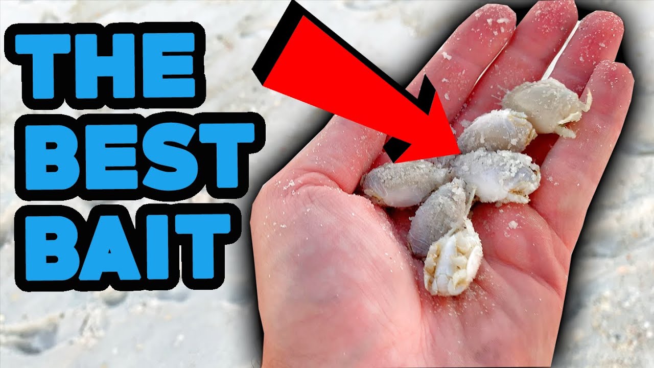 This bait catches EVERYTHING ON THE BEACH!