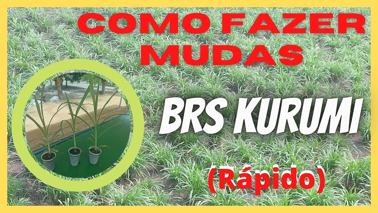 como fazer Mudas de Brs Kurumi (Rápido)
