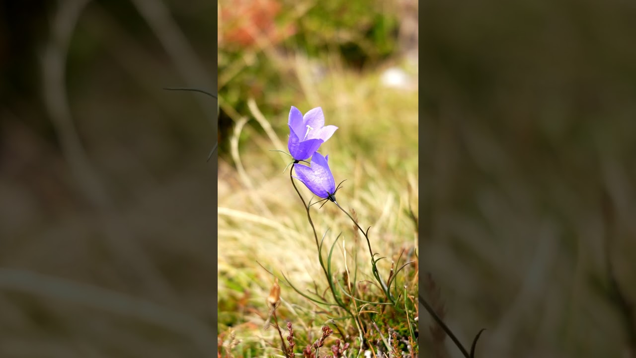 Scottish Bluebell Swaying in the Breeze 🌿💙 #Wildflowers #NatureBeauty #ScotlandScenery