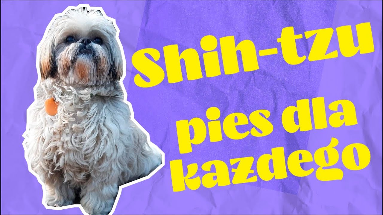 Shih-tzu pies dla każdego