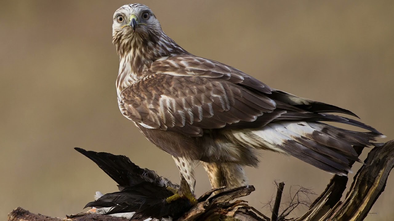 Buteo lagopus