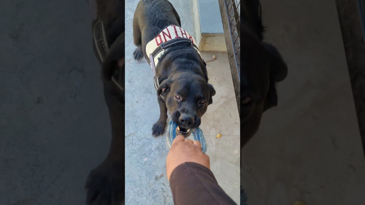 strong dog breed