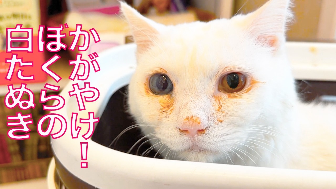 曇る宝石珍獣、初めての皮下輸液に挑む　First Subcutaneous IV of my rare-gem-cat