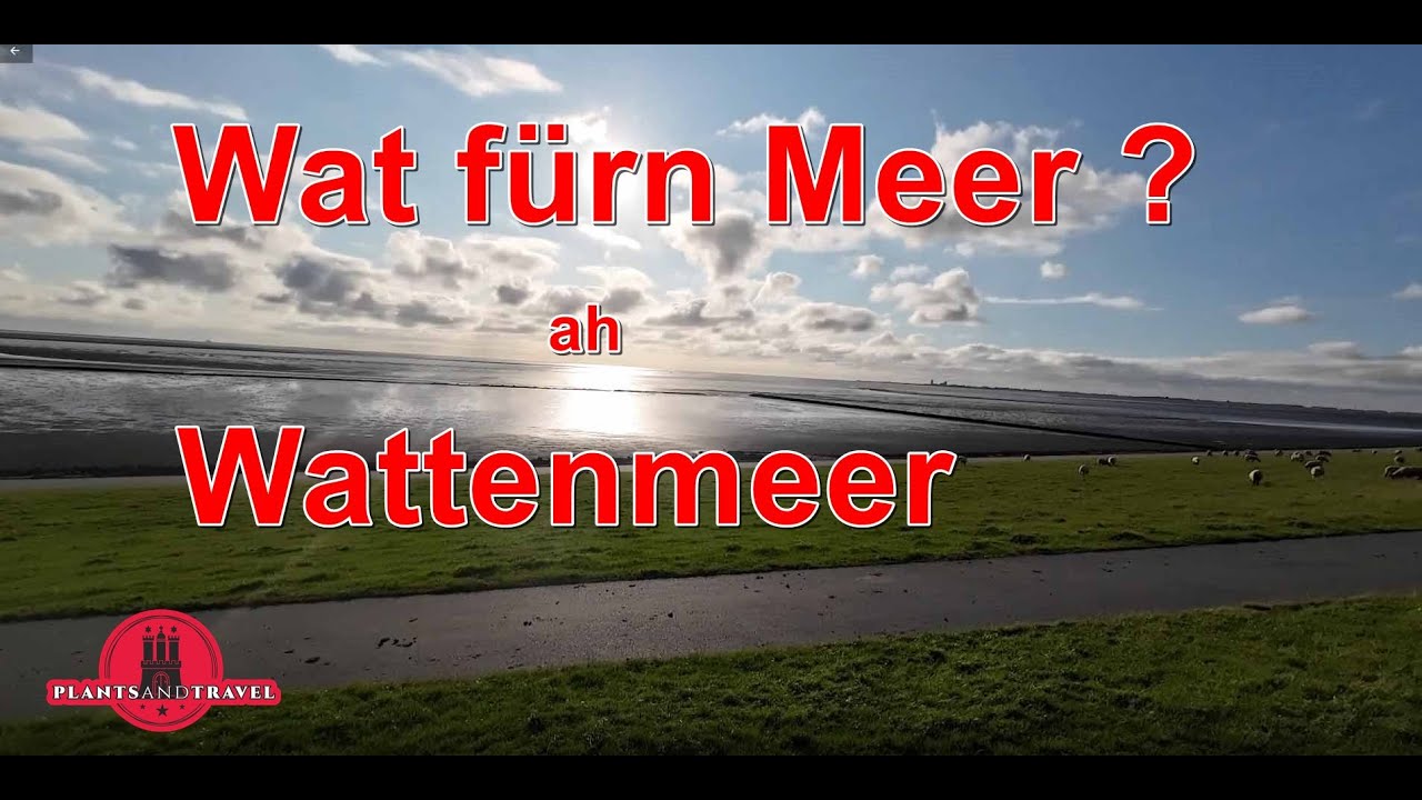 Unglaublich diese Ruhe Friedrichskoog Seehundstation Trischendamm und so viel Kacke Camper Nordsee