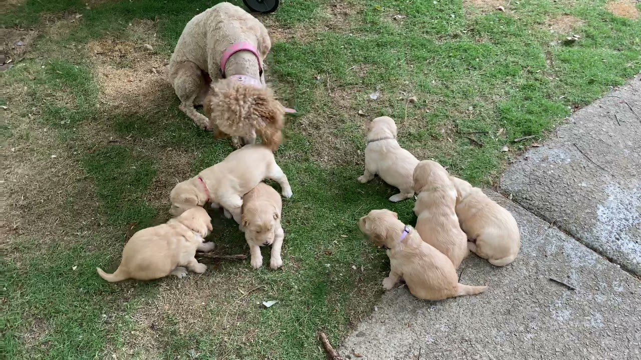 BONUS