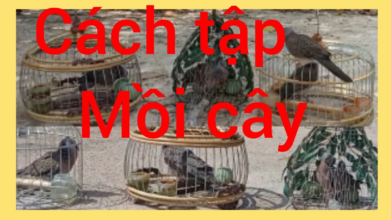 Cách tập bổi nổi đi mồi cây , đánh lụp