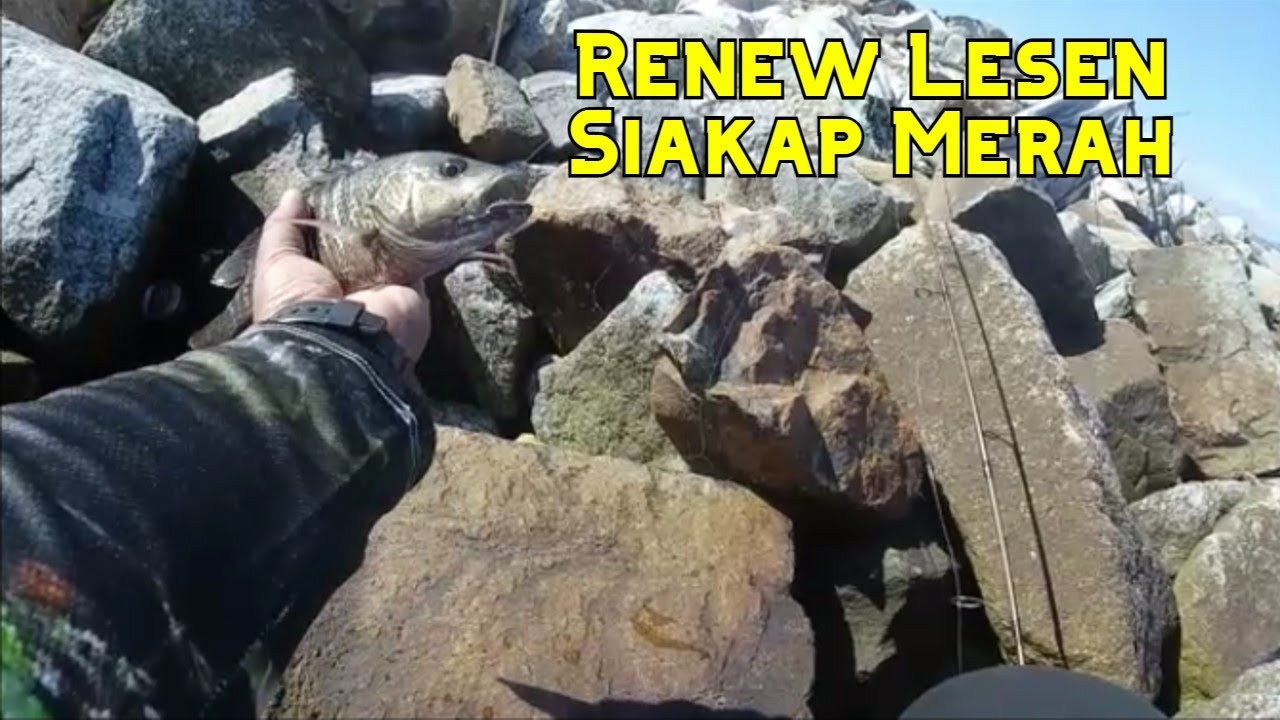 Renew Lesen Siakap Merah Di Jeti Nelayan Bagan Ajam