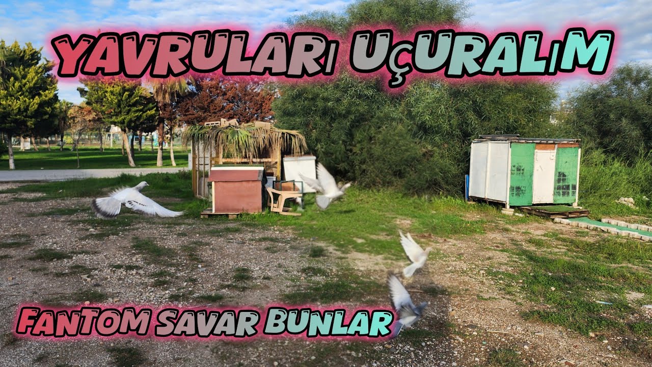 Yavru G&uuml;vercinlerimizi U&ccedil;uralım Artık