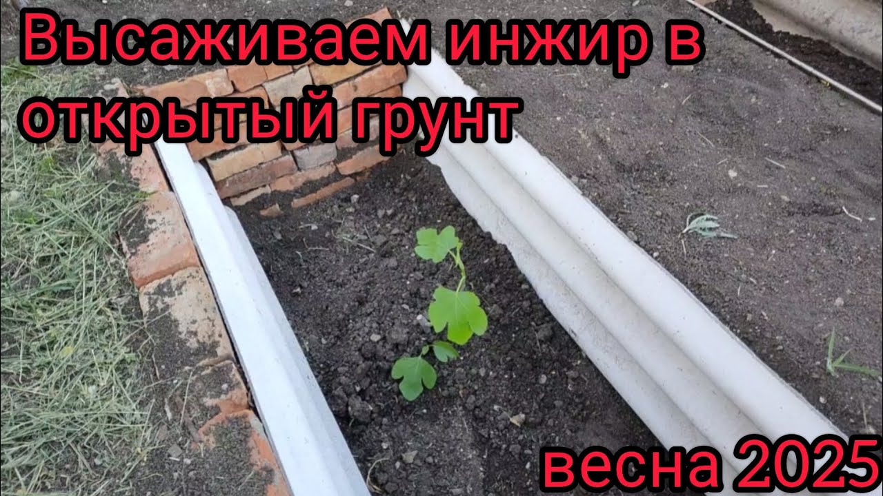 Высаживаем инжир из контейнеров в открытый грунт , весна 2025
